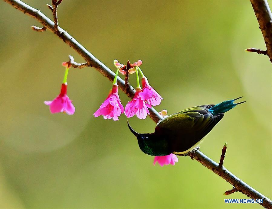 CHINA-FUZHOU-CHEERY BLOSSOM-BIRDS (CN)