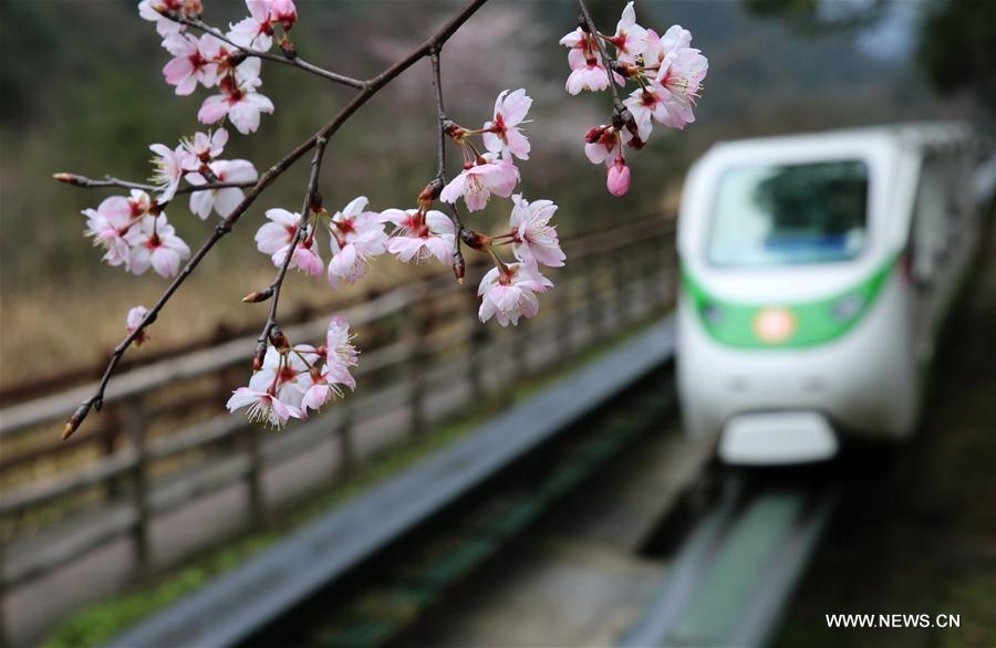 #CHINA-EARLY SPRING SCENERY-FLOWERS (CN)