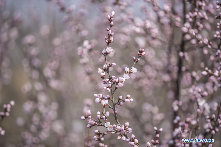 #CHINA-SHANXI-PEACH BLOSSOMS-SCENERY (CN)