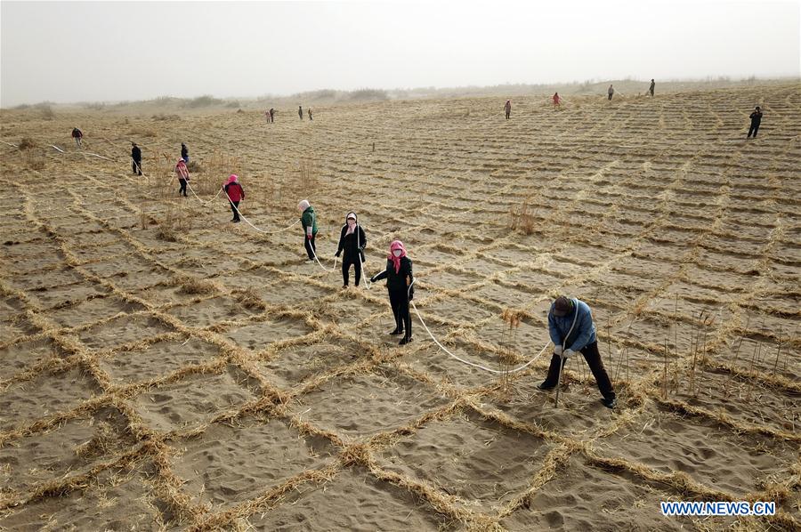 CHINA-GANSU-DESERT-PLANT (CN)