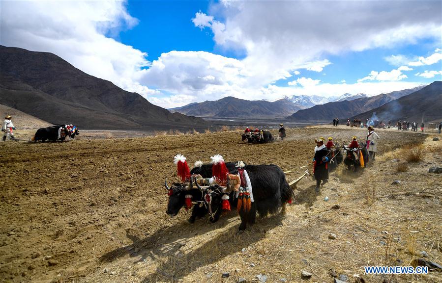 CHINA-TIBET-AGRICULTURE-SPRING PLOUGHING (CN)