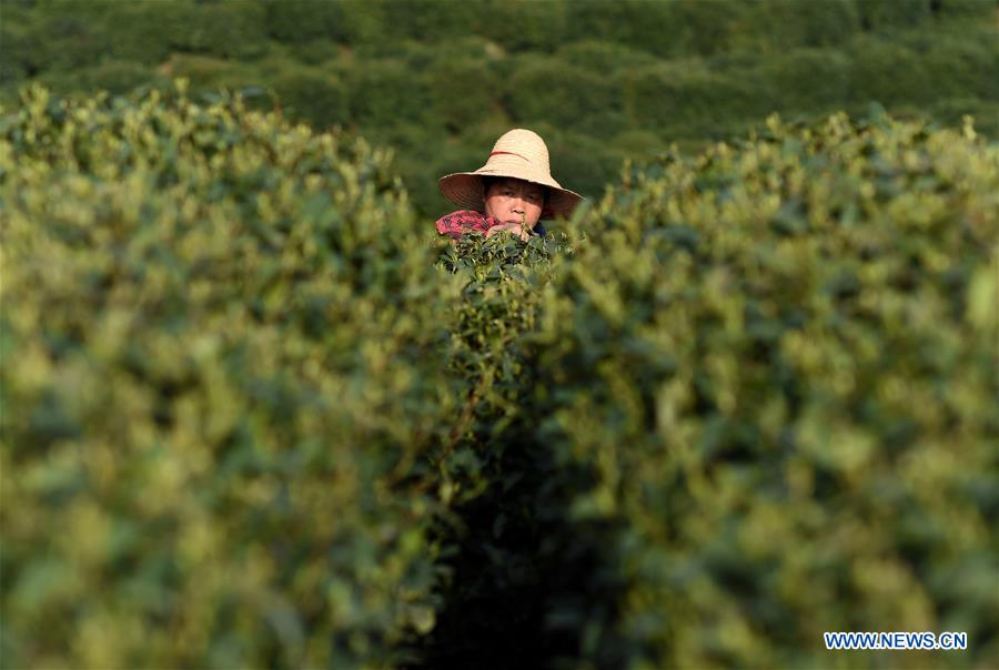 CHINA-HANGZHOU-TEA-PICKING (CN)