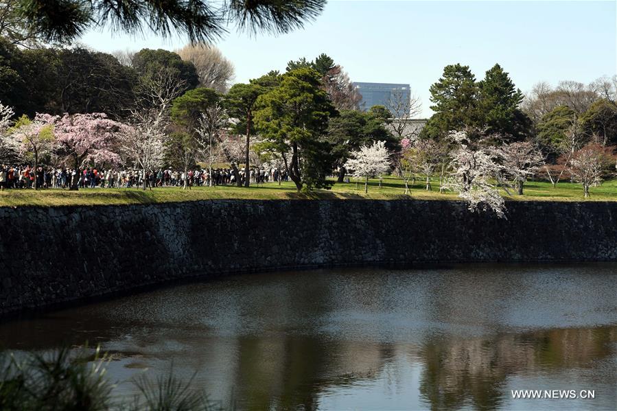 JAPAN-TOKYO-BLOSSOMS-LIFESTYLE