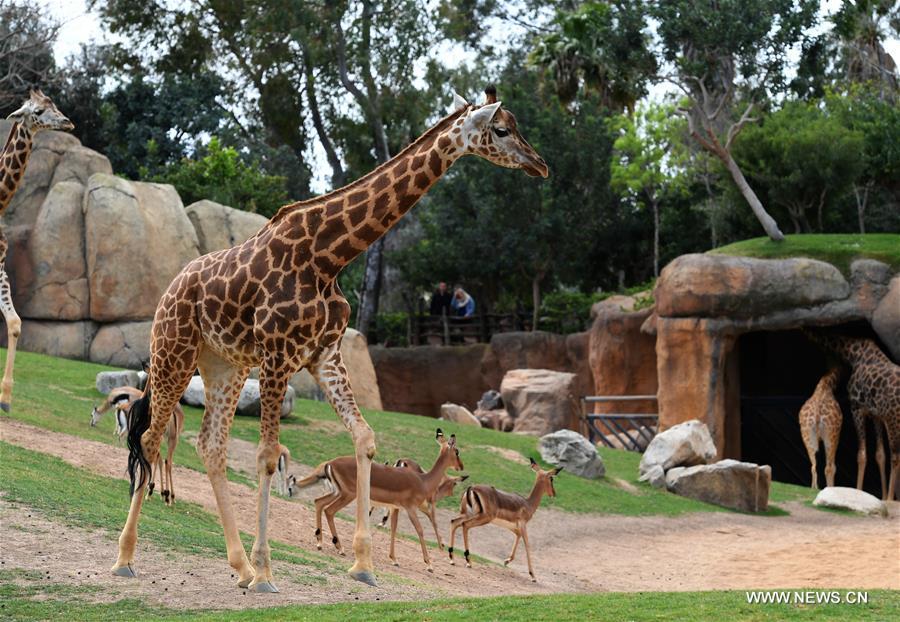 SPAIN-VALENCIA-BIOPARC ZOO