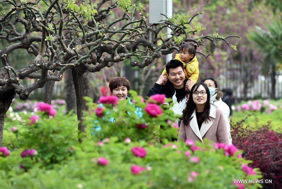 CHINA-HENAN-LUOYANG-PEONY FLOWERS-TOURISM (CN)