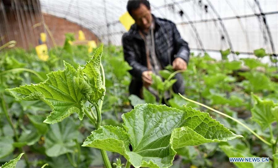 CHINA-BEIJING-FARM WORK (CN)