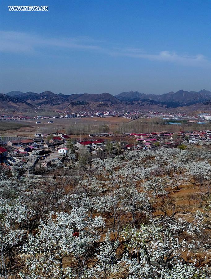 CHINA-HEBEI-PEAR BLOSSOM (CN)