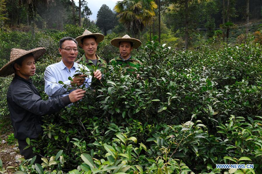 CHINA-FUJIAN-WUYI MOUNTAIN-TEA PRODUCTION (CN)