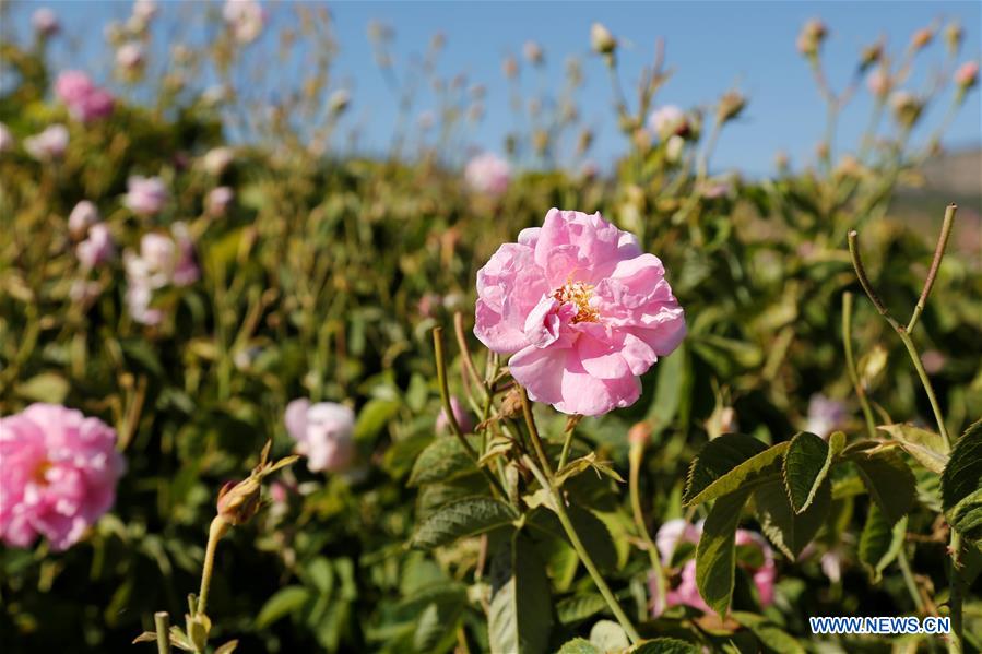 TURKEY-ISPARTA-ROSE-HARVEST