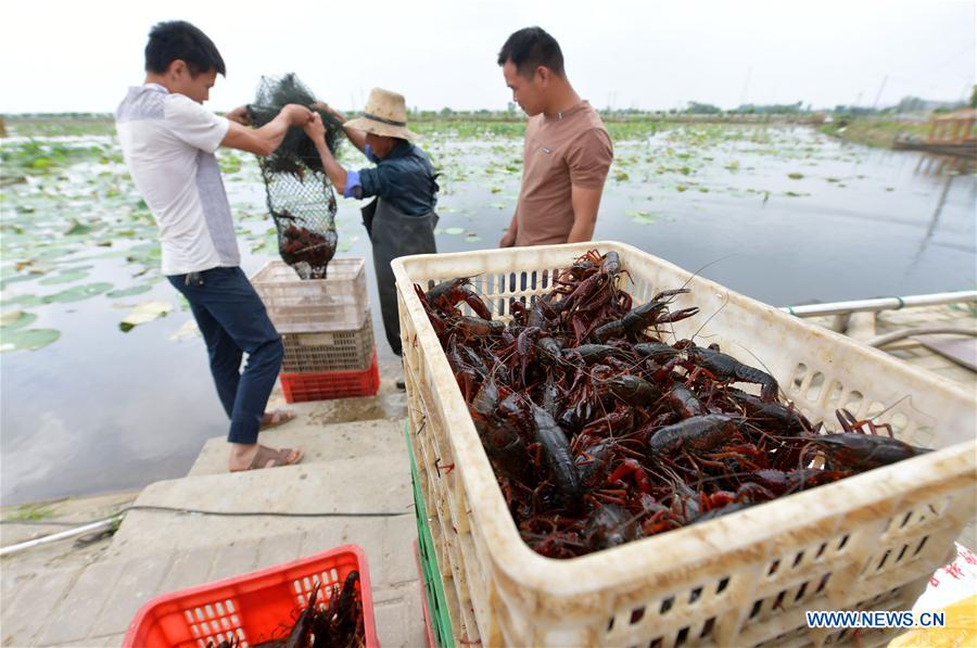 CHINA-NANCHANG-CRAYFISH (CN)