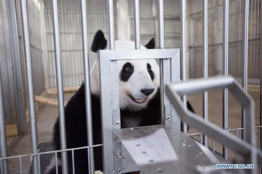 MALAYSIA-KUALA LUMPUR-PANDA-FEEDER