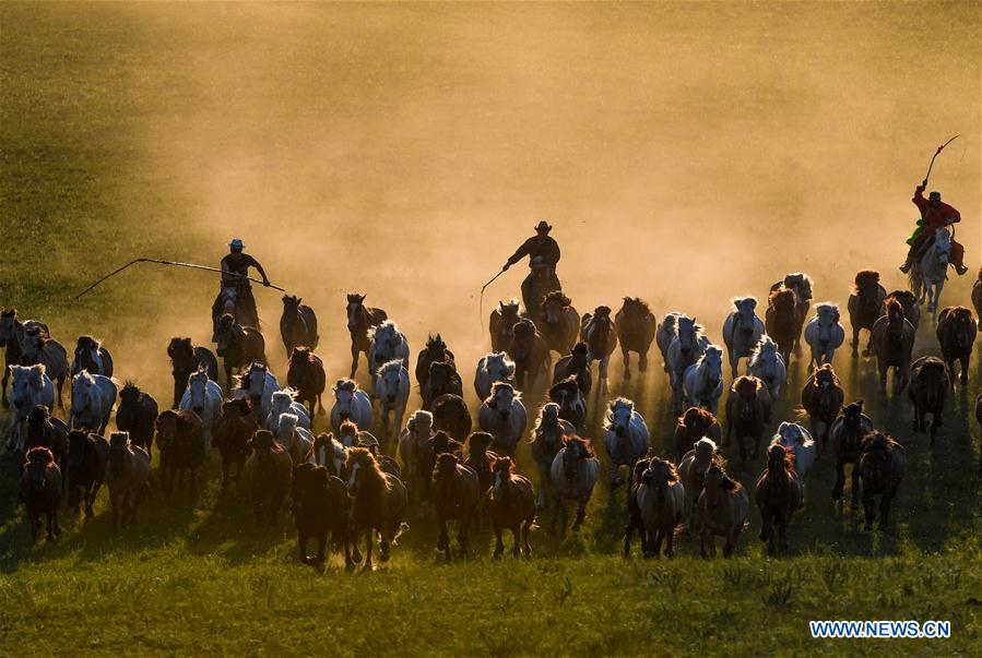 CHINA-INNER MONGOLIA-GRASSLAND-HORSES (CN)