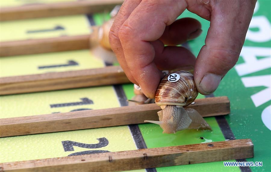 CROATIA-BENKOVAC-SNAIL RACE CHAMPIONSHIP