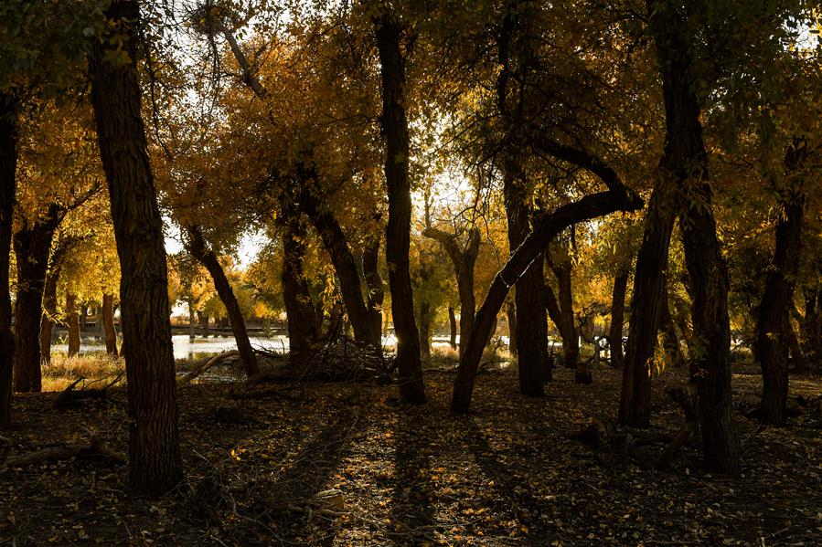 CHINA-INNER MONGOLIA-POPULUS EUPHRATICA-SCENERY (CN) 