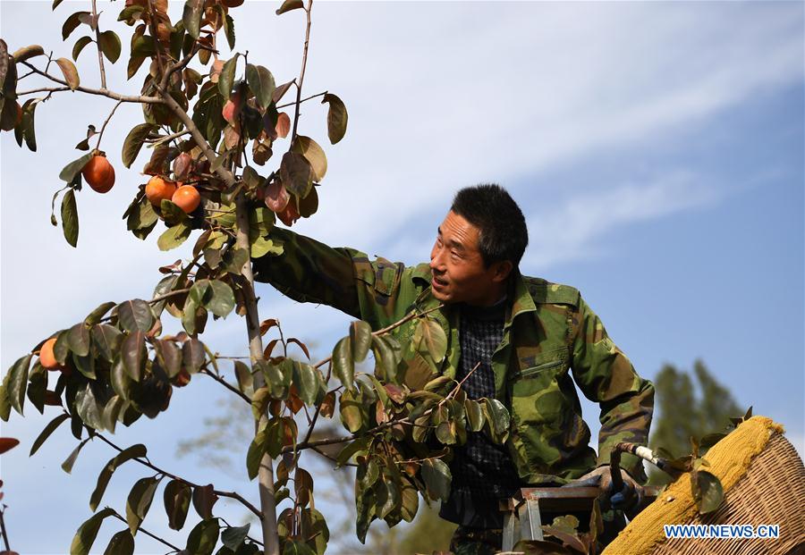 CHINA-SHAANXI-PERSIMMON-HARVEST (CN)