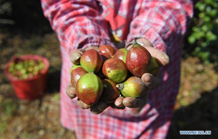 CHINA-JIANGXI-FRUIT-HARVEST (CN)