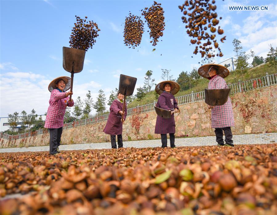 #CHINA-GUIZHOU-FRUIT-HARVEST (CN)