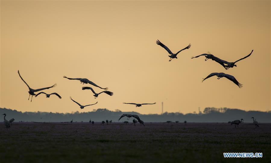 #CHINA-JIANGXI-POYANG LAKE-MIGRANT BIRDS (CN)