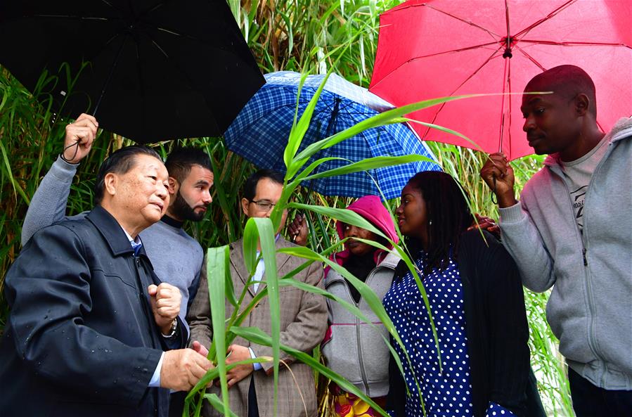 Xinhua Headlines: China shares benefits of "miracle" grass with world