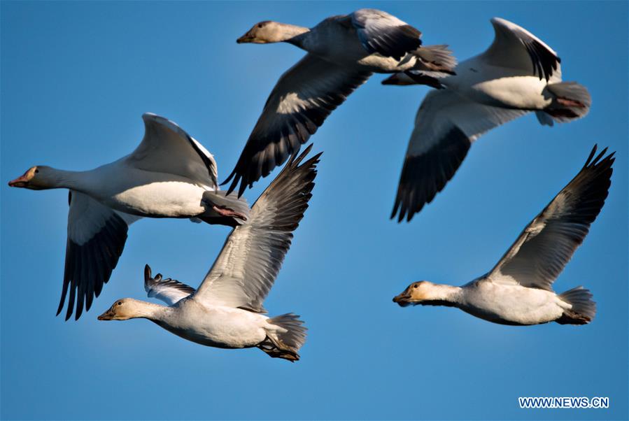 CANADA-RICHMOND-SNOW GEESE