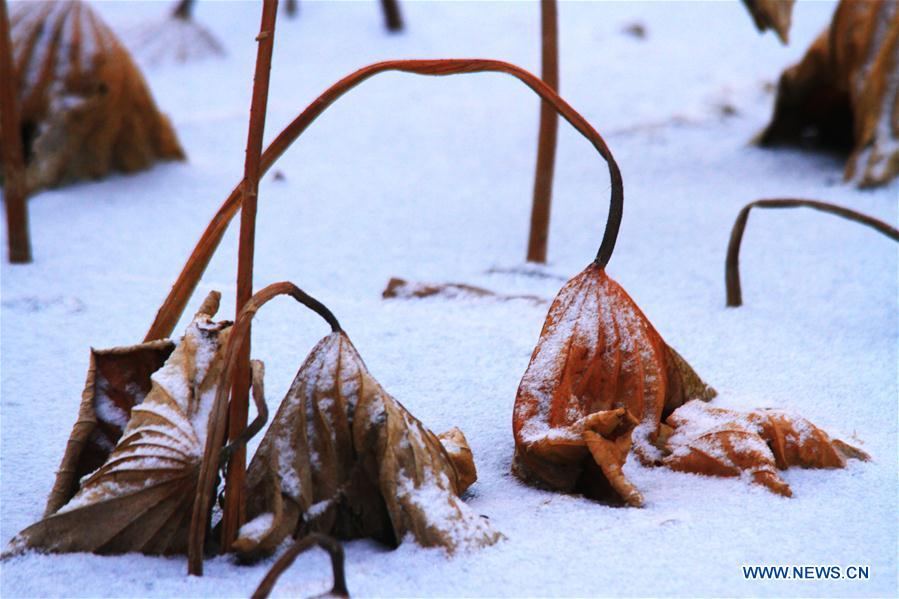 #CHINA-GANSU-ZHANGYE-WITHERED LOTUS-SNOW (CN)