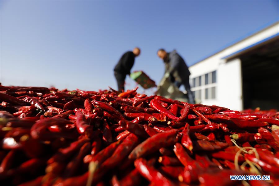 #CHINA-HEBEI-TANGSHAN-CHILI-HARVEST (CN)