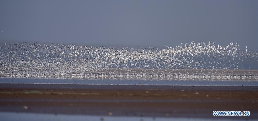 CHINA-HUNAN-DONGTING LAKE-ENVIROMENT PROTECTION