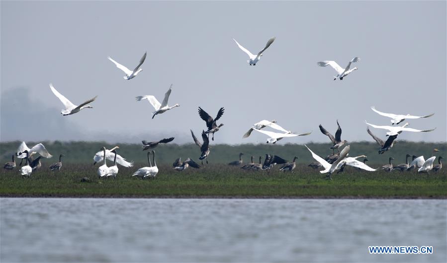 CHINA-HUNAN-DONGTING LAKE-ENVIROMENT PROTECTION