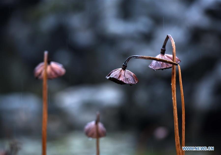 #CHINA-JIANGSU-HUAI'AN-WITHERED LOTUS (CN)