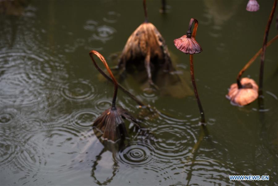 #CHINA-JIANGSU-HUAI'AN-WITHERED LOTUS (CN)