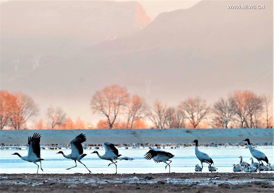 (InTibet)CHINA-ENDANGERED SPECIES-BLACK-NECKED CRANE (CN)