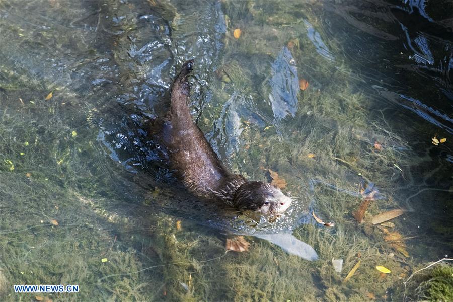 SINGAPORE-NEWBORN OTTER