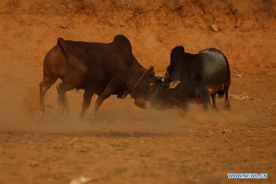 NEPAL-NUWAKOT-BULLS FIGHT