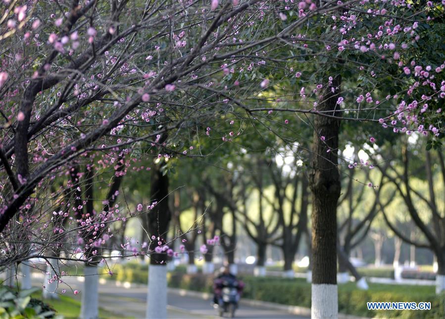 #CHINA-WINTER-FLOWERS (CN)