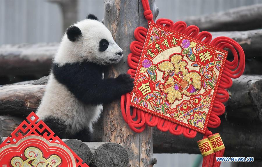 CHINA-SICHUAN-GIANT PANDA-SPRING FESTIVAL (CN)