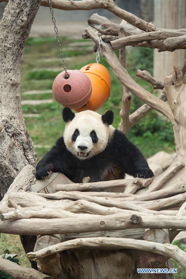 CHINA-MACAO-SPRING FESTIVAL-PANDA PAVILION (CN)