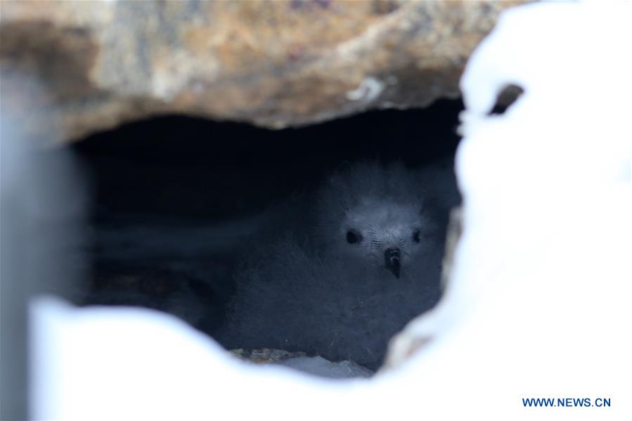 ANTARCTICA-CHINA-ZHONGSHAN STATION-SNOW PETREL