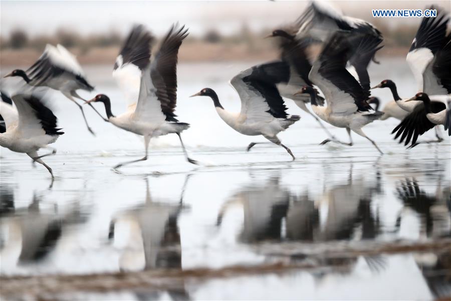 CHINA-GUIZHOU-WEINING-BLACK-NECKED CRANES (CN)