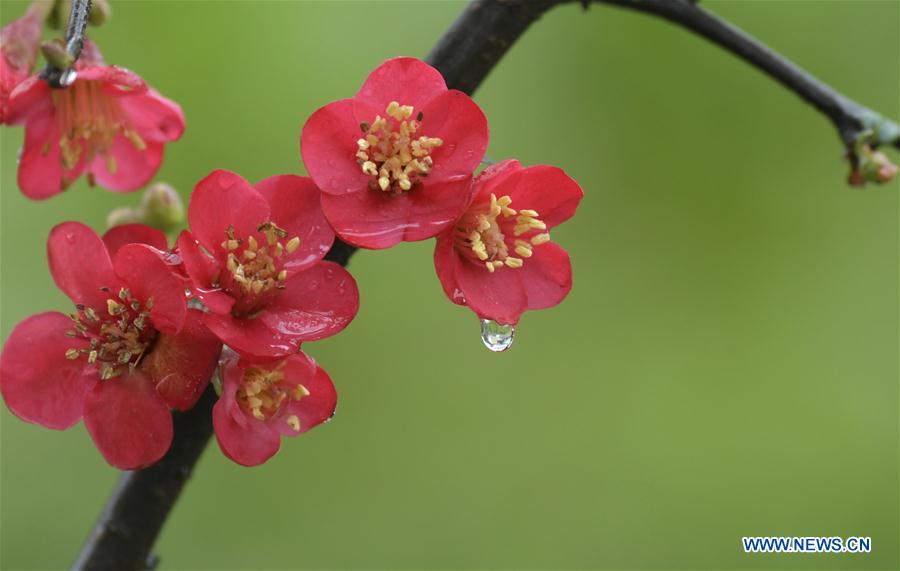 #CHINA-HUBEI-ENSHI-SPRING-FLOWERS (CN)