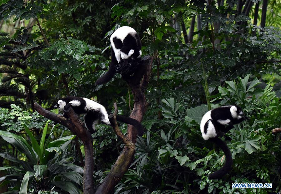 CHINA-GUANGDONG-CHIMELONG-RUFFED LEMUR-TRIPLETS (CN)