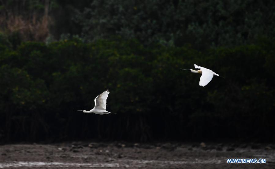 CHINA-HAINAN-SPRING-SPOONBILLS (CN)