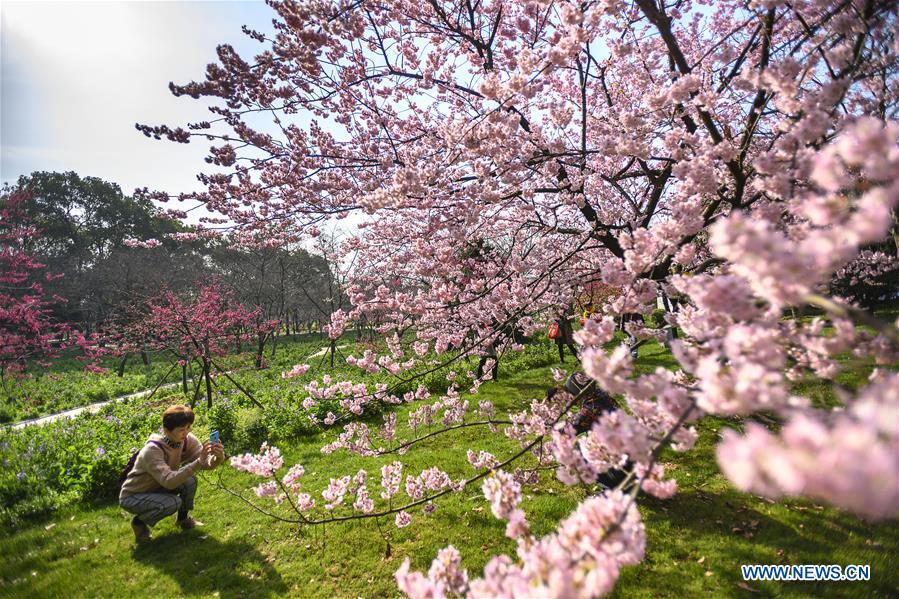 CHINA-HUBEI-WUHAN-CHERRY BLOSSOM (CN)