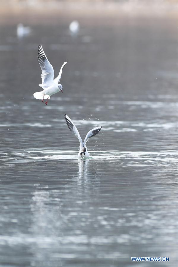 CHINA-SHANXI-TAIYUAN-FENHE WETLAND PARK-WATERFOWL (CN)