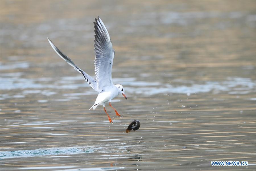 CHINA-SHANXI-TAIYUAN-FENHE WETLAND PARK-WATERFOWL (CN)