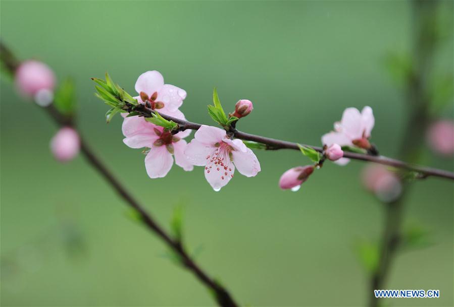 #CHINA-HUNAN-SPRING-FLOWER-RAIN (CN)