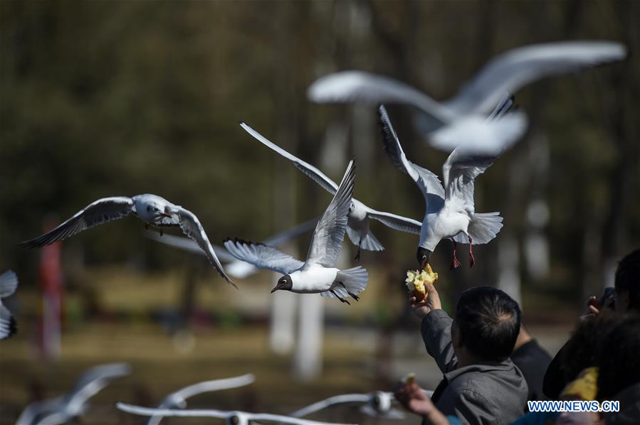 CHINA-NINGXIA-YINCHUAN-BLACK-HEADED GULLS (CN)