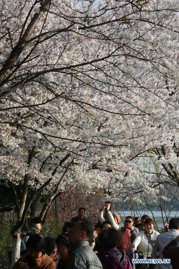 #CHINA-SPRING-CHERRY BLOSSOMS (CN)