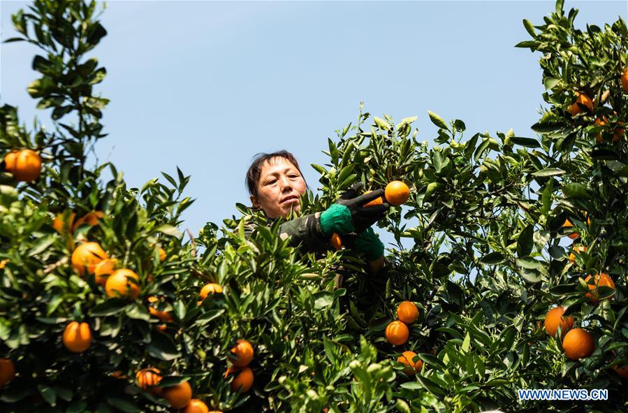 #CHINA-HUBEI-YICHANG-SPRING-NAVEL ORANGE-PRODUCTION (CN)