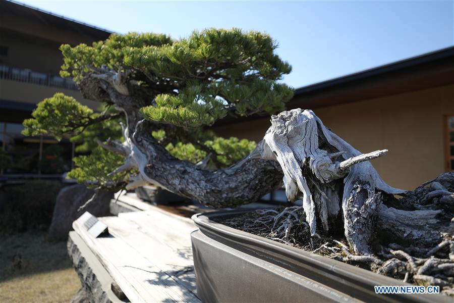 JAPAN-SAITAMA-BONSAI ART MUSEUM