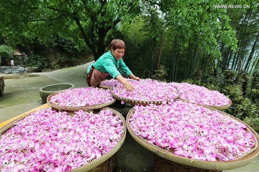 #CHINA-GUIZHOU-CHISHUI-DENDROBIUM NOBLE (CN)